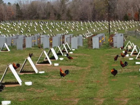 Mô hình nuôi gà đá thả rông