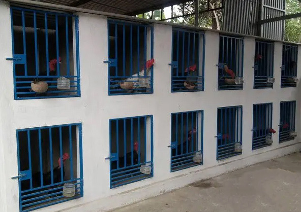 Mô hình nuôi gà đá trong chuồng xi măng