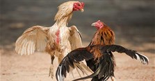Cách nuôi gà chọi con đá cựa sắt có lực tốt, nhanh lớn
