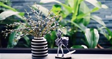 Hoa ô mai là gì? Tại sao hoa bạch đàn được gọi là cành ô mai?