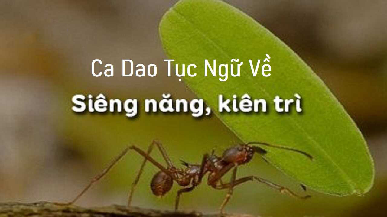 Tổng hợp những câu ca dao tục ngữ về tính siêng năng kiên trì hay Tổng hợp những câu ca dao tục ngữ về tính siêng năng kiên trì hay