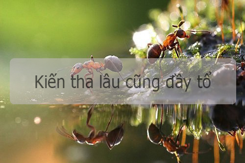 Ca dao tục ngữ về sự siêng năng kiên trì Ca dao tục ngữ về sự siêng năng kiên trì