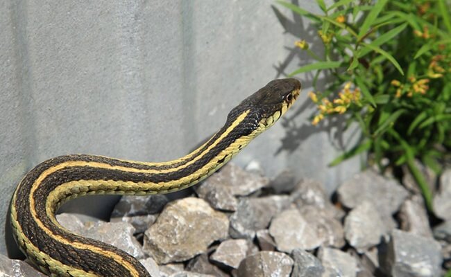 Rắn sợ gì? Rắn sợ gì?