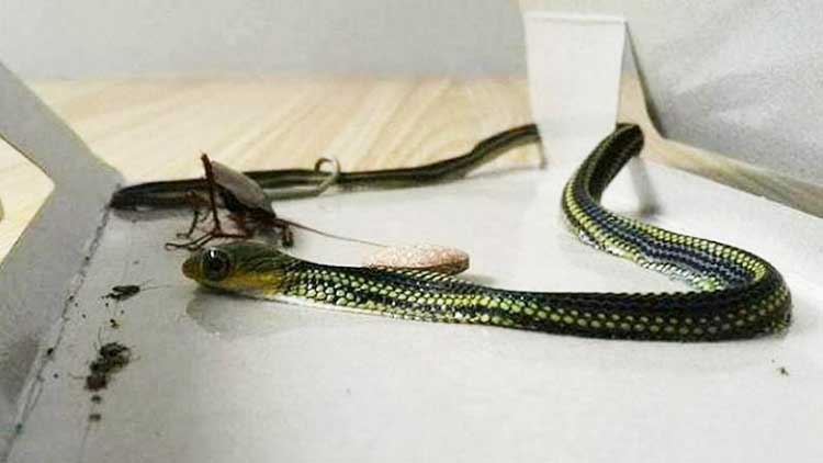 Cách đuổi rắn ra khỏi nhà hiệu quả nhất Cách đuổi rắn ra khỏi nhà hiệu quả nhất