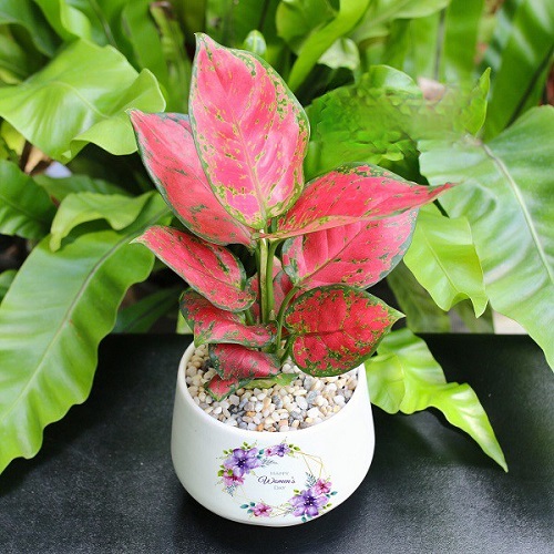 Cây vạn lộc Cây vạn lộc