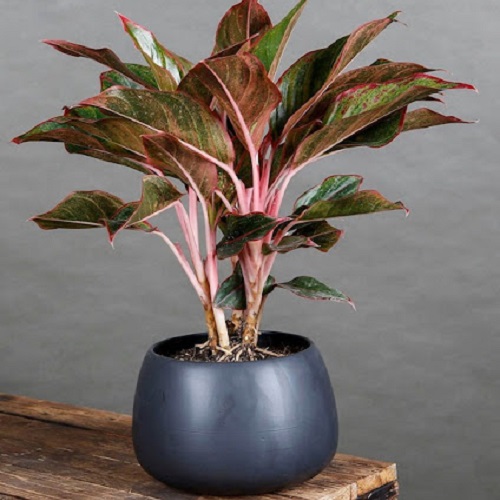 Cây phú quý Cây phú quý