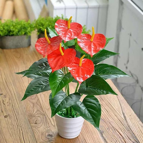 Cây hồng môn Cây hồng môn