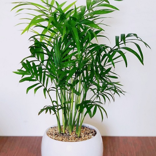 Cây cau tiểu trâm Cây cau tiểu trâm