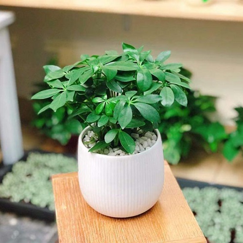 Cây ngũ gia bì xanh Cây ngũ gia bì xanh