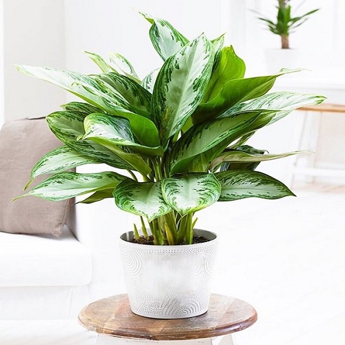 Cây bạch mã hoàng tử Cây bạch mã hoàng tử