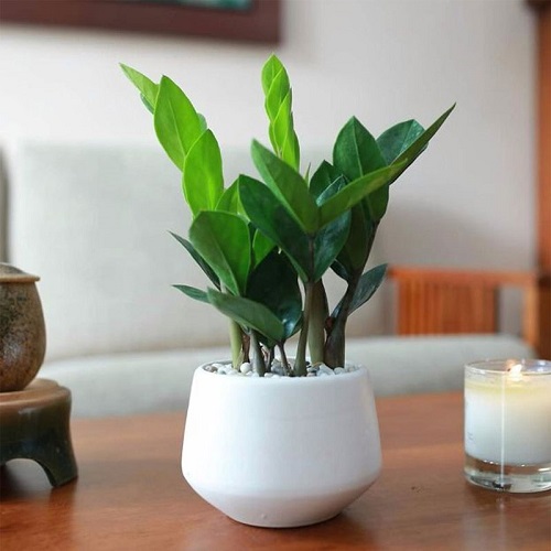 Cây kim tiền Cây kim tiền