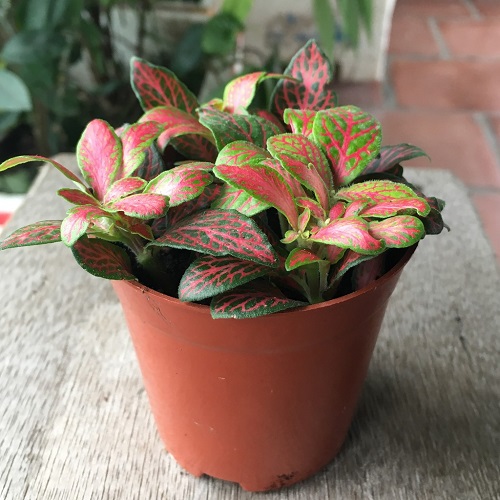 Cây cẩm nhung đỏ Cây cẩm nhung đỏ