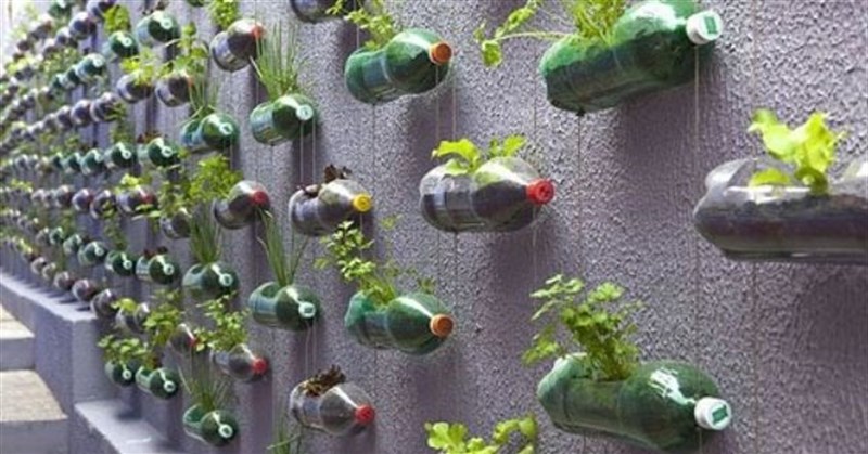 Cách trồng rau thủy canh tại nhà bằng chai nhựa đơn giản
