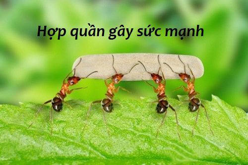 Những câu ca dao nói về tình đoàn kết