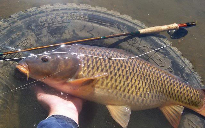 Hướng dẫn cách làm mồi câu cá chép cực đơn giản Hướng dẫn cách làm mồi câu cá chép cực đơn giản