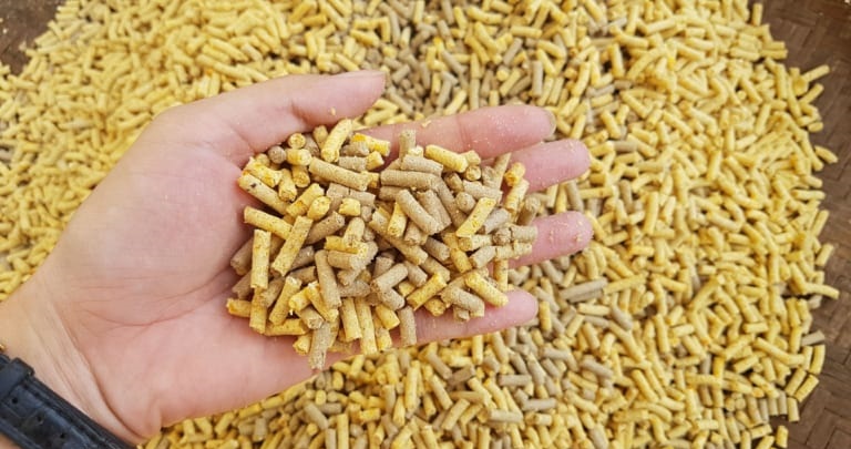 Công thức làm mồi câu cá rô phi