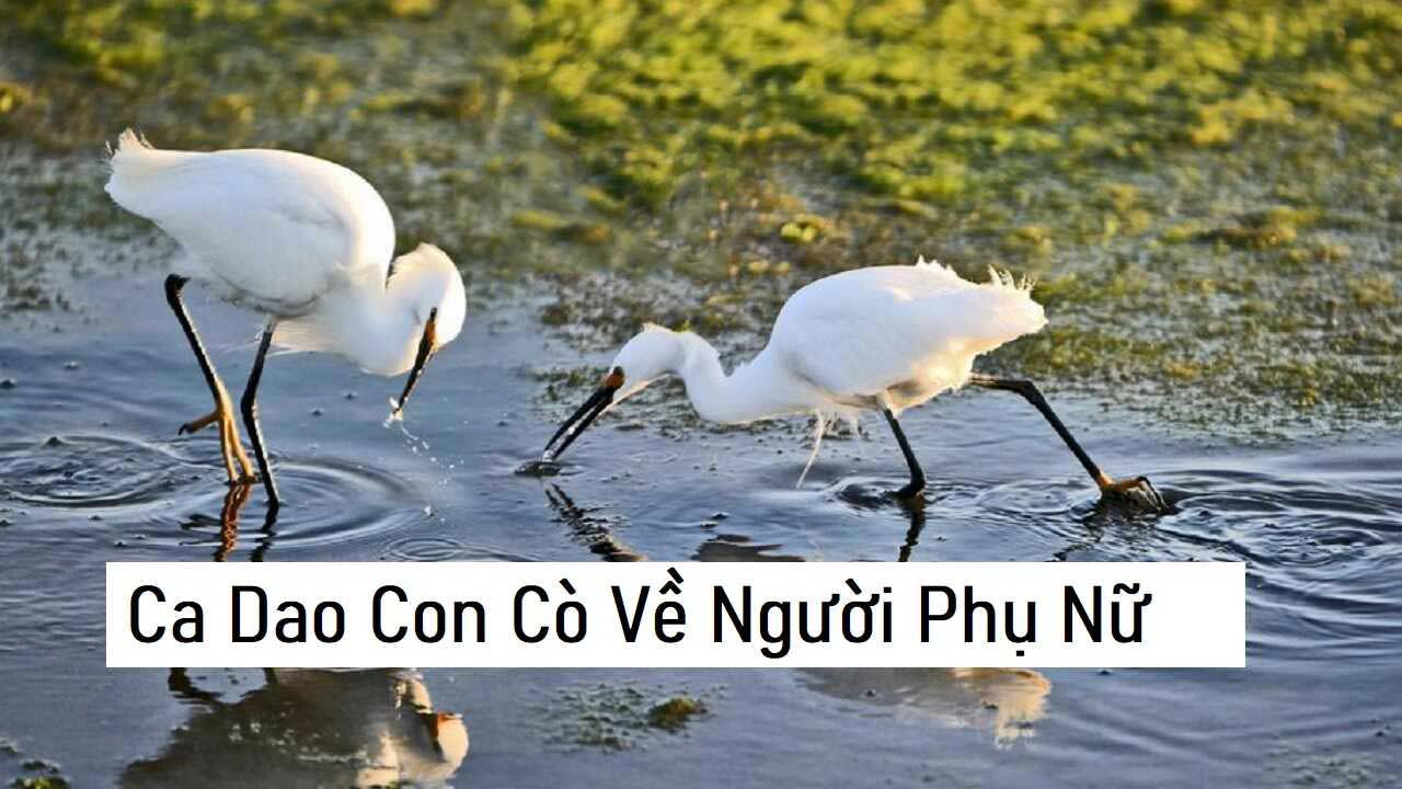 Ca dao tục ngữ con cò về người phụ nữ