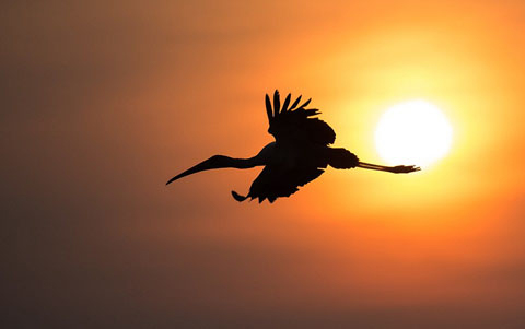 Thơ hay về con cò