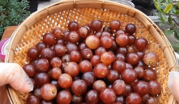 Cách ngâm rượu nho không đường