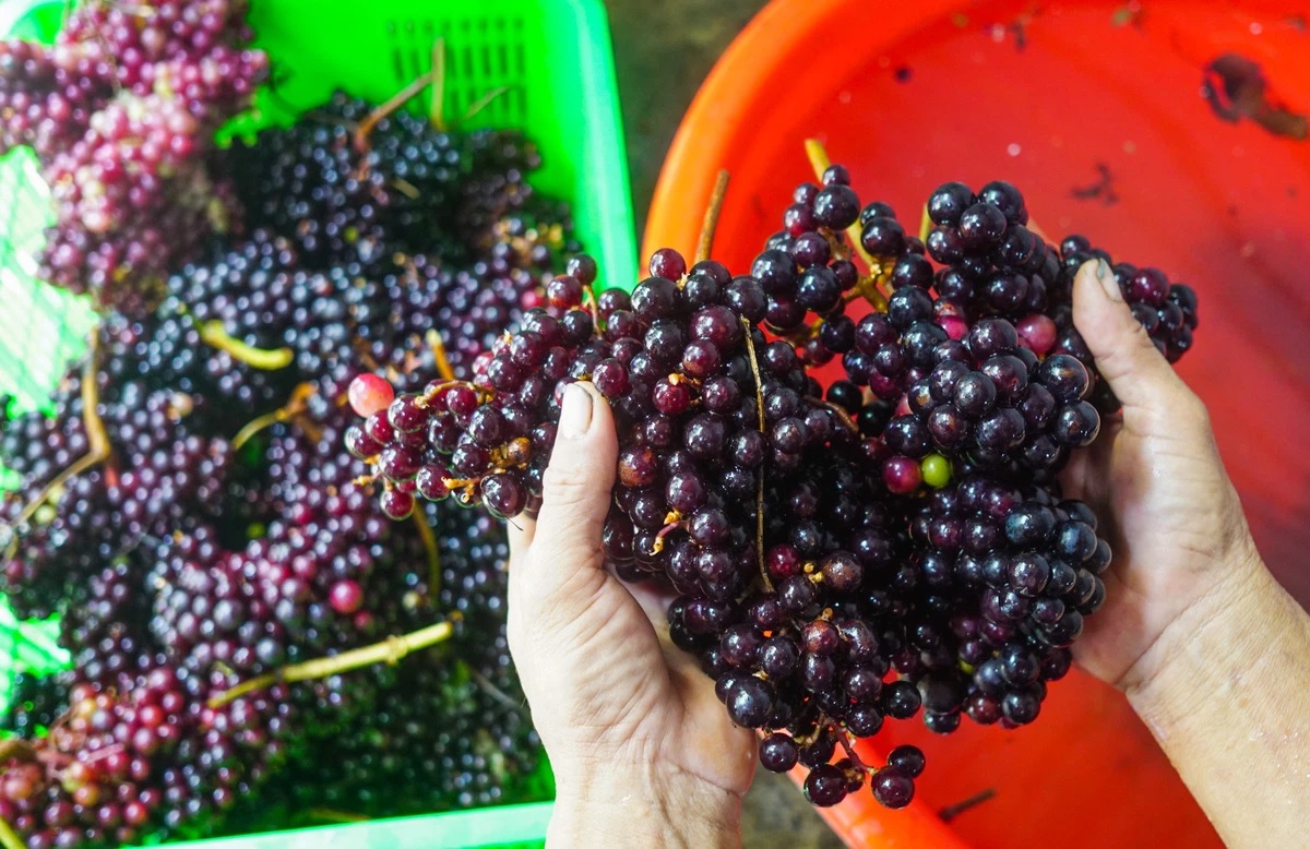 Cách ngâm rượu nho rừng