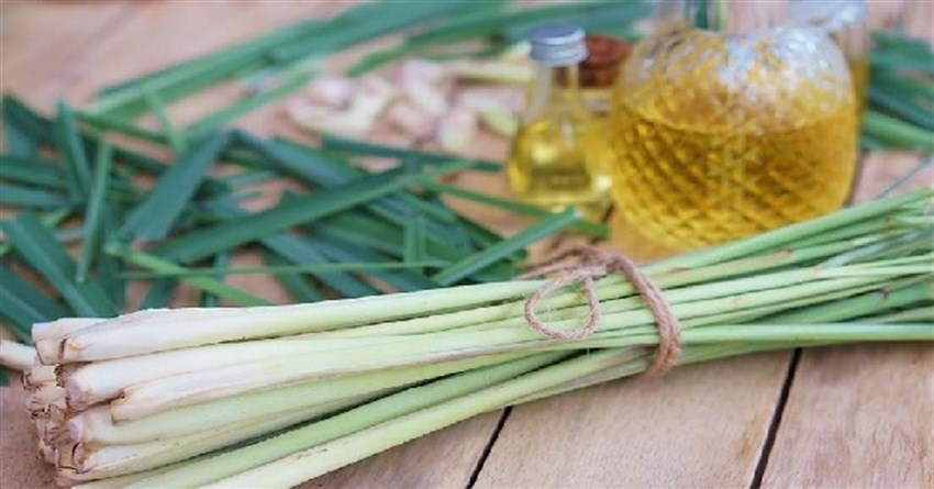 Uống nước cây sả có tác dụng gì? Công dụng và tác hại của cây sả