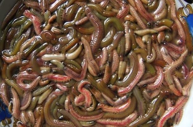 Cách làm rươi rán trứng ngon