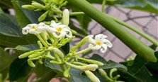 Hoa đu đủ đực có tác dụng chữa bệnh gì? Có tác hại không?