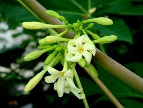 Hoa đu đủ đực Hoa đu đủ đực