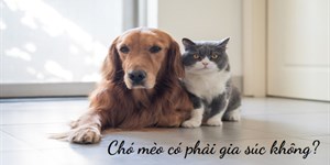 Gia súc là gì, gồm những con gì? Chó mèo có phải gia súc không?