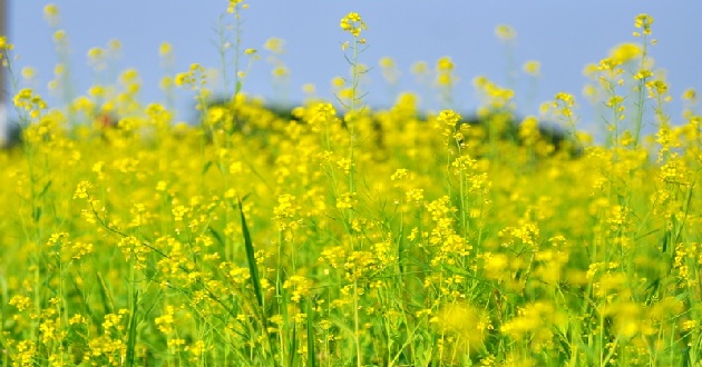 Tháng 12 có bao nhiêu ngày Tháng 12 có bao nhiêu ngày