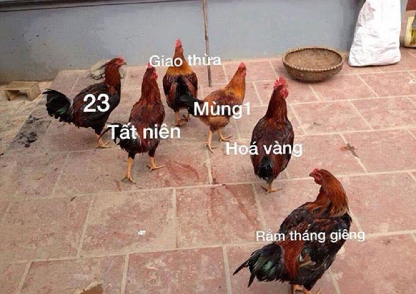 Hình ảnh meme hài hước, ảnh chế meme vui nhộn, bá đạo Hình ảnh meme hài hước, ảnh chế meme vui nhộn, bá đạo