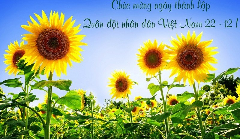 Mẫu thiệp chúc mừng ngày 22 tháng 12 đẹp, ý nghĩa nhất