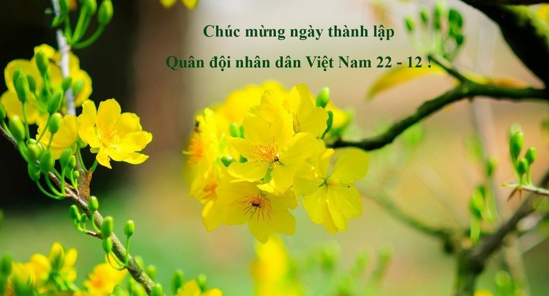 Mẫu thiệp chúc mừng ngày 22 tháng 12