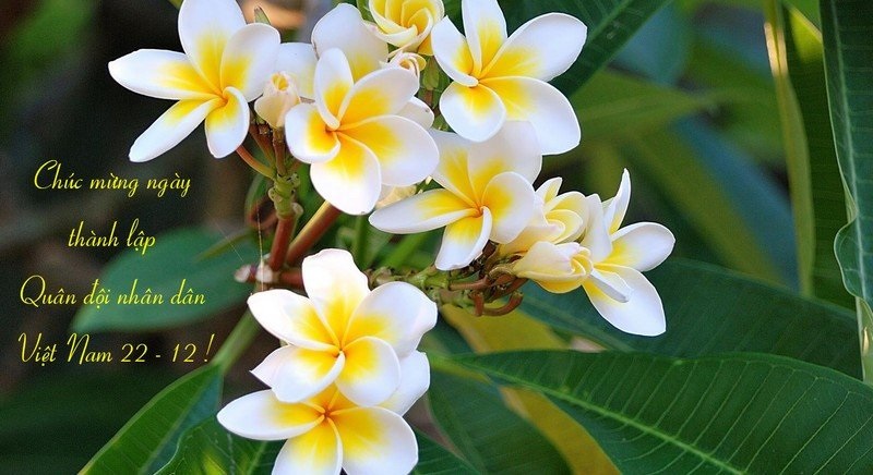 Thiệp chúc mừng ngày thành lập Quân đội