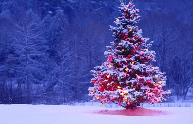 Hình ảnh cây thông bên tuyết rơi Hình ảnh cây thông bên tuyết rơi