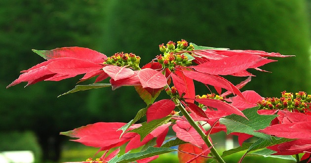 Cây hoa trạng nguyên Cây hoa trạng nguyên