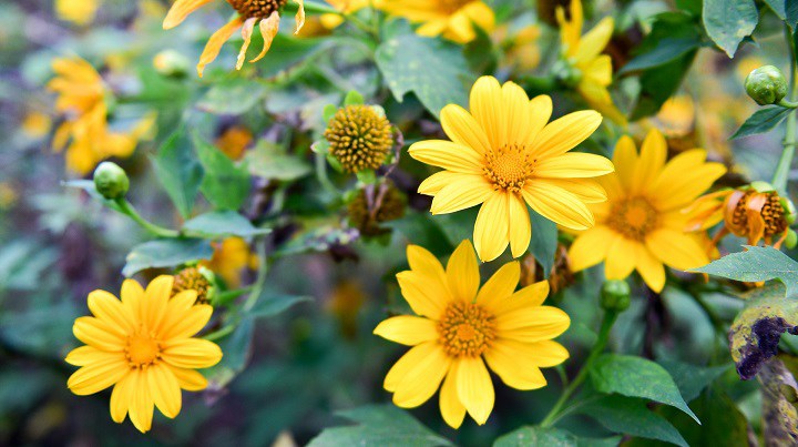 Hình ảnh hoa dã quỳ đẹp