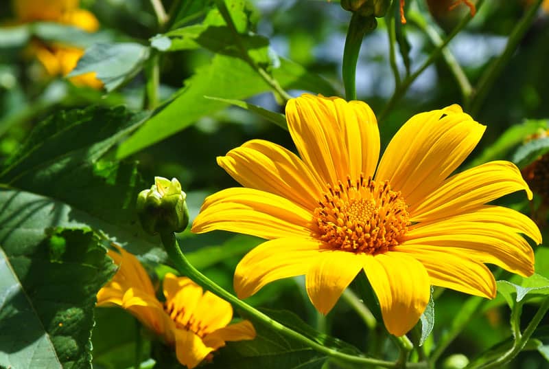 Hình ảnh hoa dã quỳ đẹp