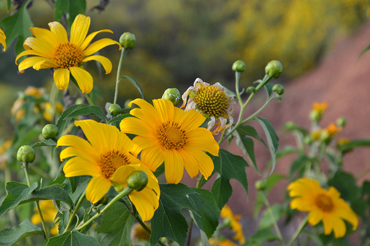 Hình ảnh hoa dã quỳ đẹp