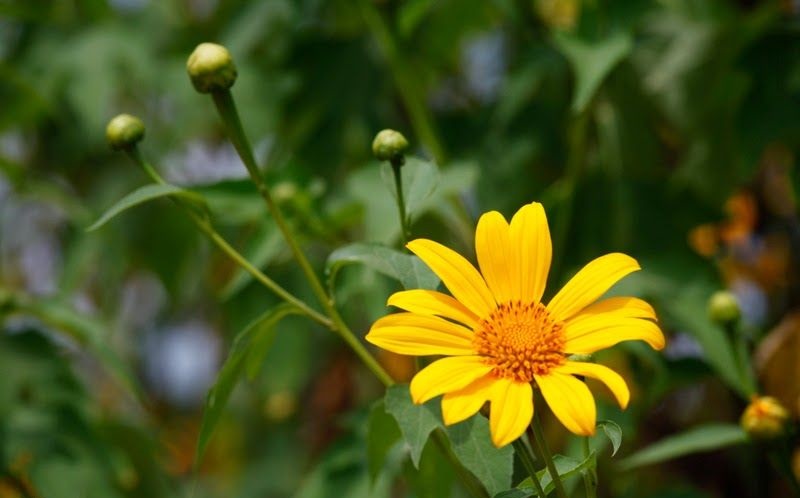 Hình ảnh hoa dã quỳ đẹp