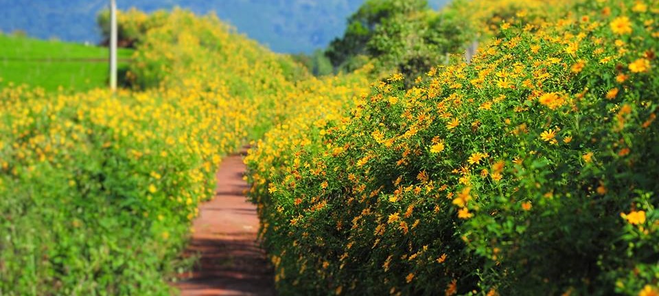 Hình ảnh hoa dã quỳ đẹp