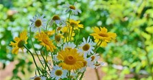 Hoa dã quỳ có ý nghĩa gì? Hình ảnh hoa dã quỳ đẹp nhất