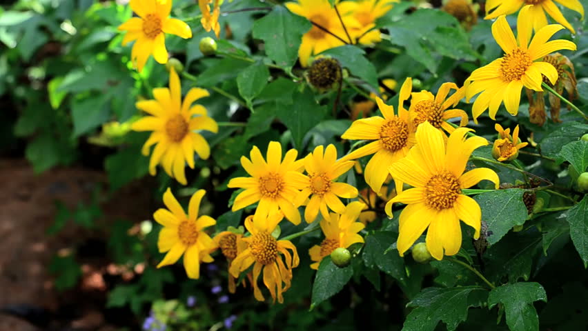 Tác dụng của hoa dã quỳ