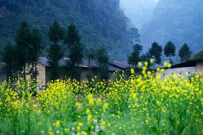 Bài thơ mùa hoa cải