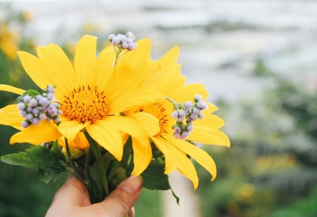 Thơ về hoa dã quỳ