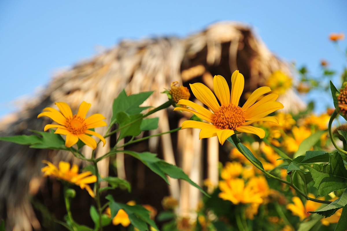 Stt về hoa dã quỳ