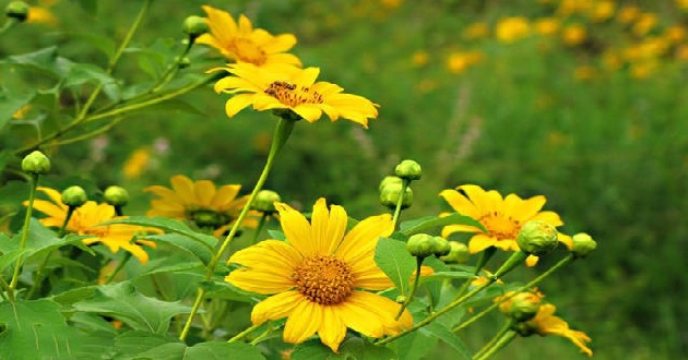 Stt về hoa dã quỳ