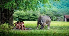 Sinh năm 1985 mệnh gì, tuổi con gì, hợp màu gì, hướng nào?