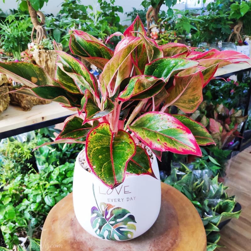 Sinh năm 1987 hợp cây gì?