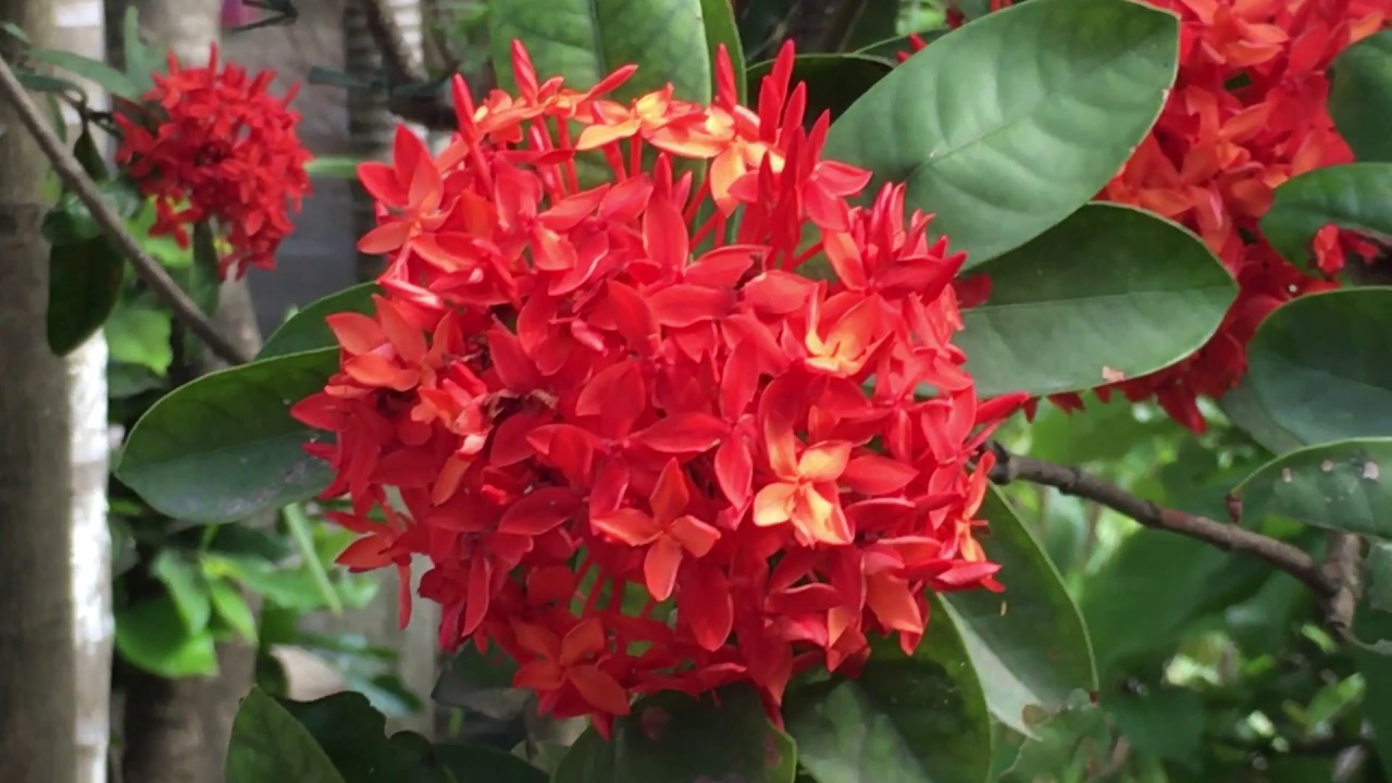 Hoa mẫu đơn ta (hoa trang)